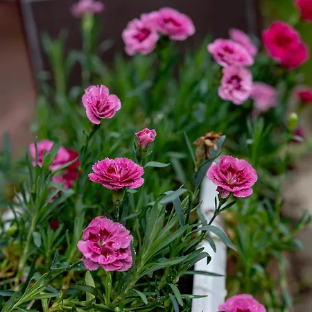 Quiet Garden Retreat, Private Patio Free Parking شقة *